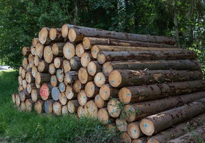 Purchasing criteria - Round Timber